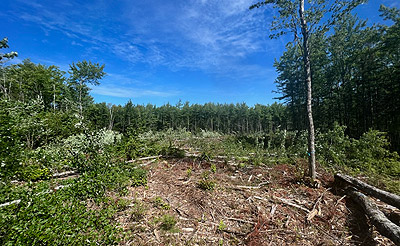 deboisement de terrain a valdor
